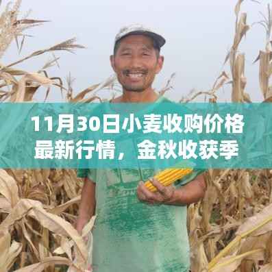11月30日小麦收购价格最新行情深度解析,金秋收获季的行情走势分析