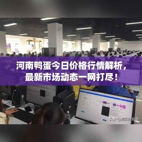 河南鸭蛋今日价格行情解析,最新市场动态一网打尽!