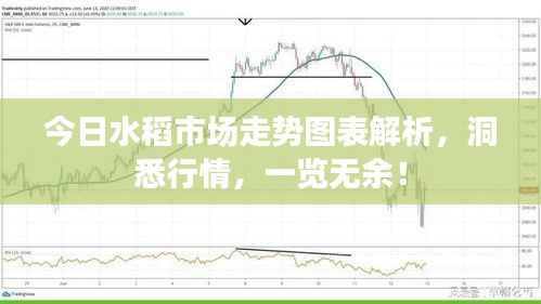 今日水稻市场走势图表解析,洞悉行情,一览无余!